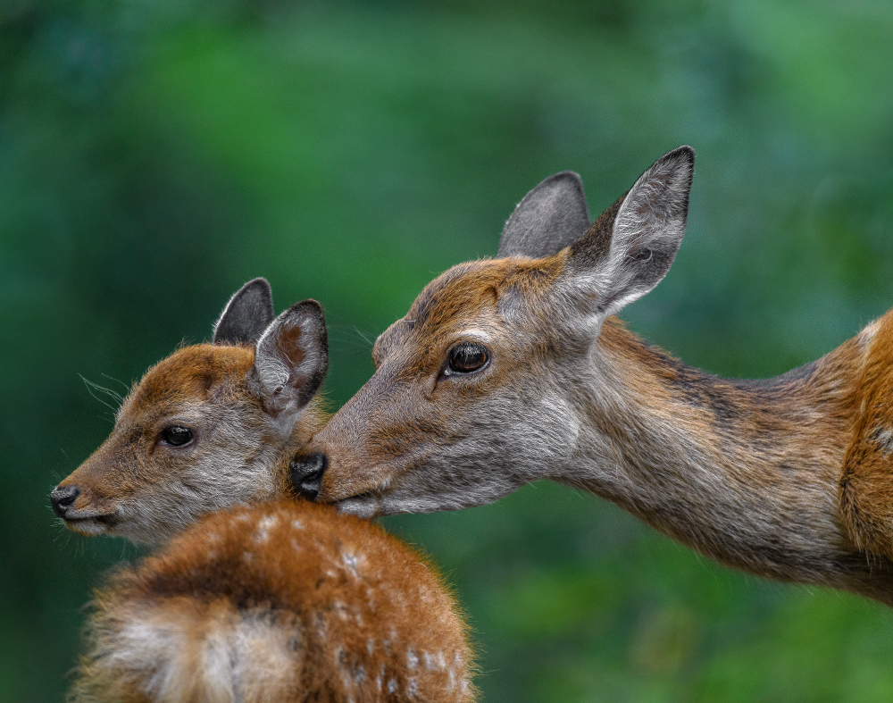 Deer Poop, Deer Hat, Hunting Hat, 3000 Hats