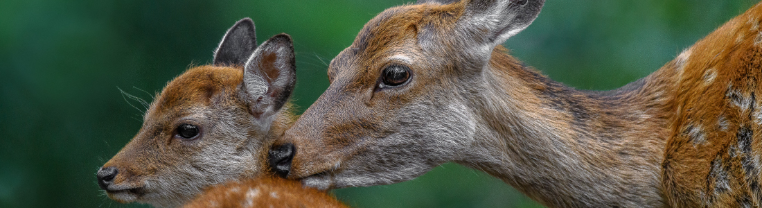 Deer Poop, Hunting Hat, Deer Hat, 3000 Hats