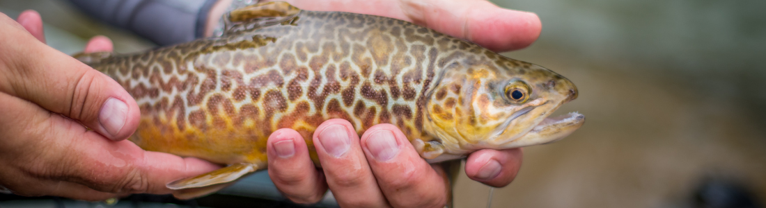 Tiger Trout, Fishing hat, 3000 Hats